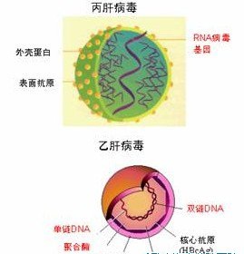 丙肝是什么