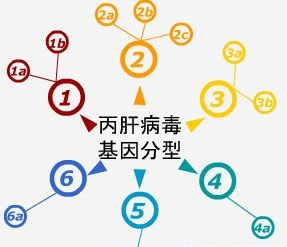 丙肝病毒分哪些基因型